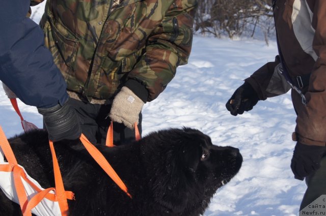 Фото: ньюфаундленд Beguschaya po Volnam Foget Mi Not (Бегущая по Волнам Фогет Ми Нот)