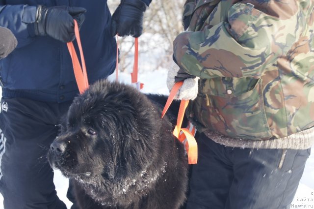 Фото: ньюфаундленд Beguschaya po Volnam Foget Mi Not (Бегущая по Волнам Фогет Ми Нот)