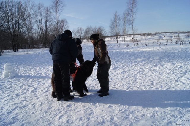 Фото: ньюфаундленд Sent Djons Lesnaya Feya (Сент Джонс Лесная Фея), Aleksandra Fetisova (Александра Фетисова)