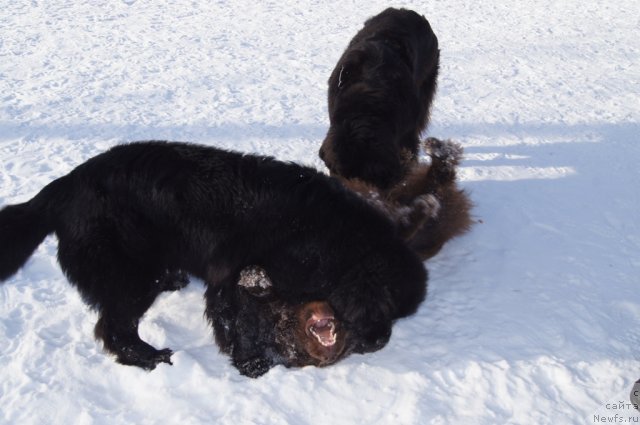 Фото: ньюфаундленд Beguschaya po Volnam Foget Mi Not (Бегущая по Волнам Фогет Ми Нот), ньюфаундленд Ocharovashka s Berega Dona (Очаровашка с Берега Дона), ньюфаундленд Sent Djons Lesnaya Feya (Сент Джонс Лесная Фея)