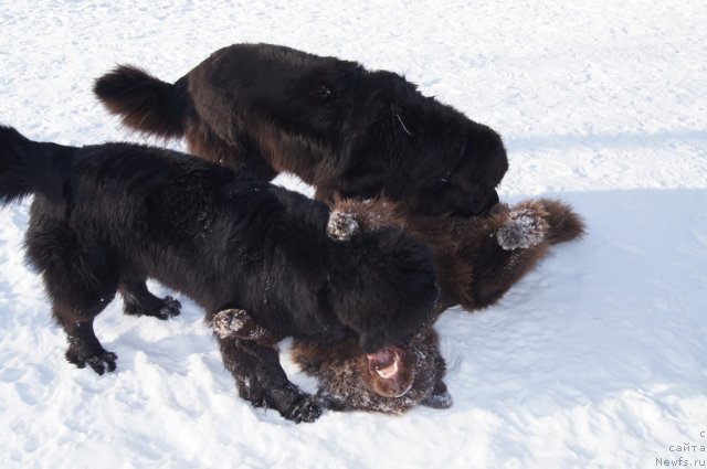 Фотография № 115591