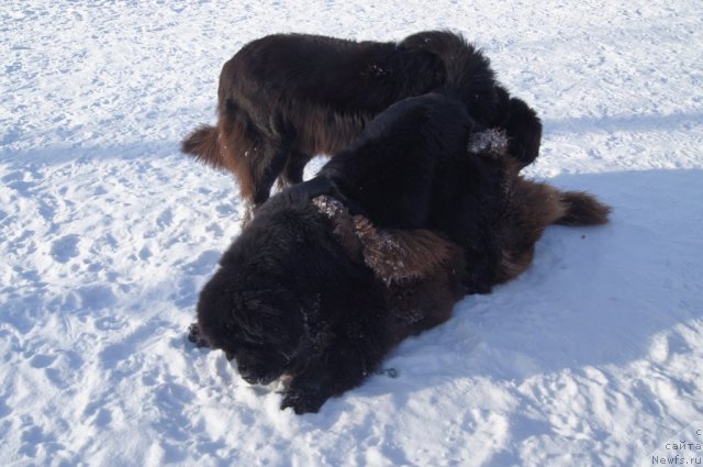 Фотография № 115592