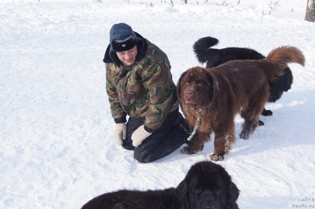 Фото: Galina Artyushina (Галина Артюшина), ньюфаундленд Ocharovashka s Berega Dona (Очаровашка с Берега Дона)