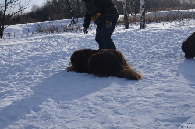 Фото: ньюфаундленд Ocharovashka s Berega Dona (Очаровашка с Берега Дона)