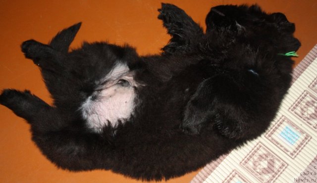 Фотография № 115618