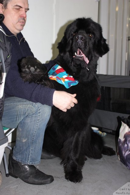 Фото: ньюфаундленд Dar Svezy Ustas Sagittarius (Дар Свезы Юстас Сагиттариус)