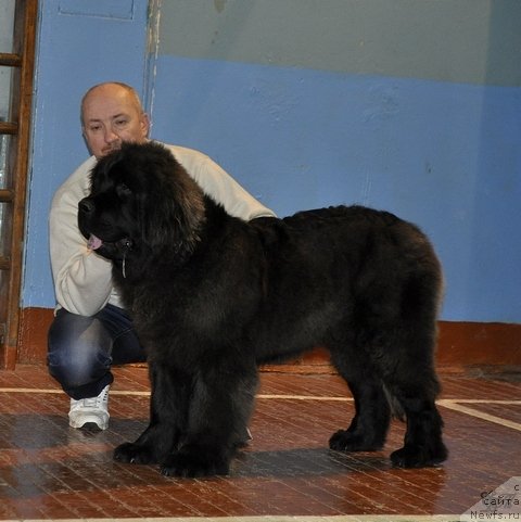 Фото: ньюфаундленд Simbad Pokoritel' Morey (Симбад Покоритель Морей), Aleksey Votchal (Алексей Вотчал)