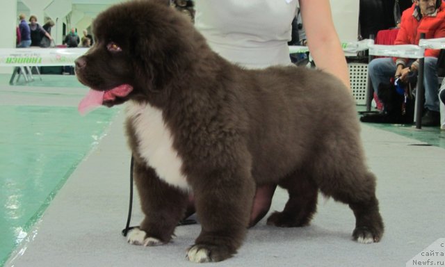 Фотография № 115649