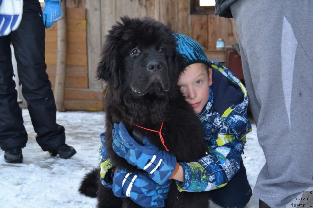 Фото: ньюфаундленд Ocean of Love Midnight Bear