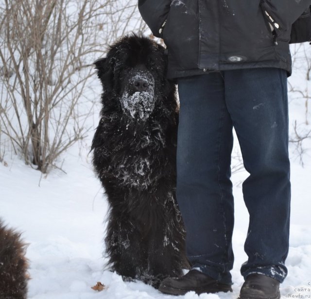 Фото: ньюфаундленд I'm Little Princess Midnight Bear