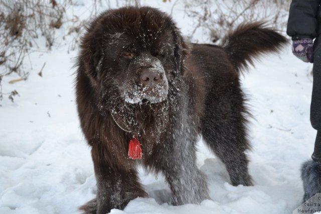 Фото: ньюфаундленд Aquatoriya Kelvin Riverdance (Акватория Келвин Риверданс)