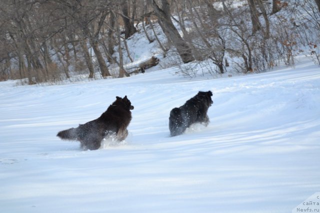 Фото: ньюфаундленд Aquatoriya Kelvin Riverdance (Акватория Келвин Риверданс), ньюфаундленд I'm Little Princess Midnight Bear