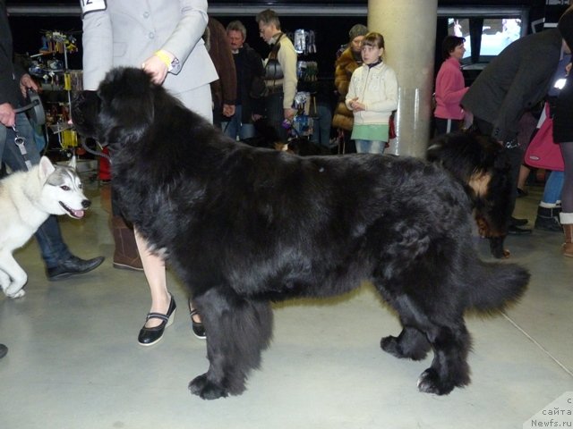 Фото: ньюфаундленд Tamlin Sub-Venio