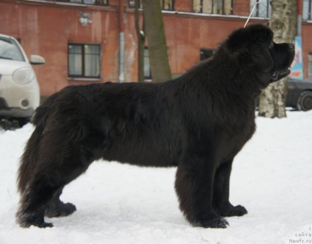 Фото: ньюфаундленд Smigar Gordon Fellow (Смигар Гордон-Феллоу)