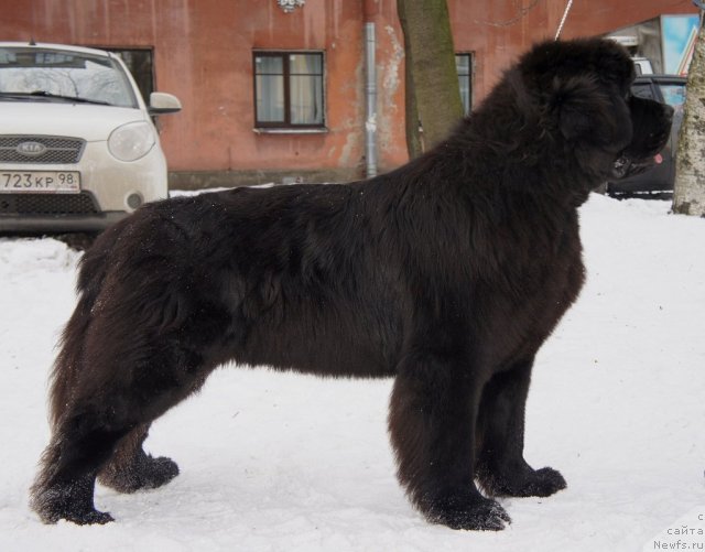 Фото: ньюфаундленд Smigar Gordon Fellow (Смигар Гордон-Феллоу)