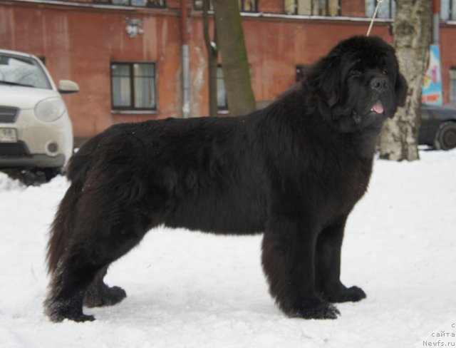 Фото: ньюфаундленд Smigar Gordon Fellow (Смигар Гордон-Феллоу)