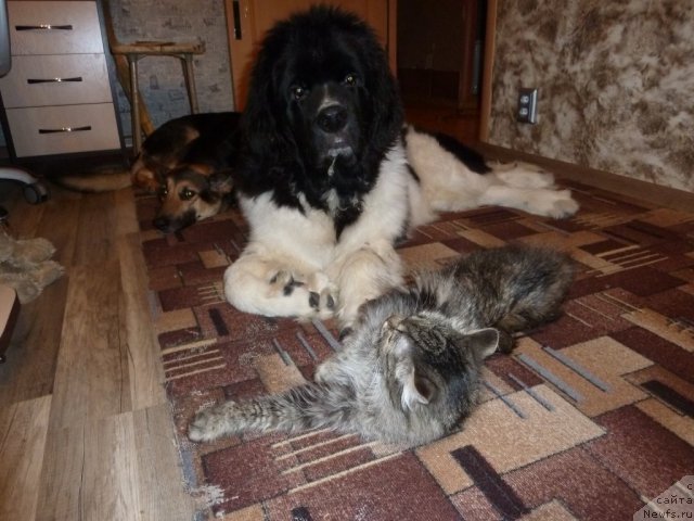 Фото: ньюфаундленд Fiamettahauz Primo Orso Neo (Фиаметтахауз Примо Орсо Нео)