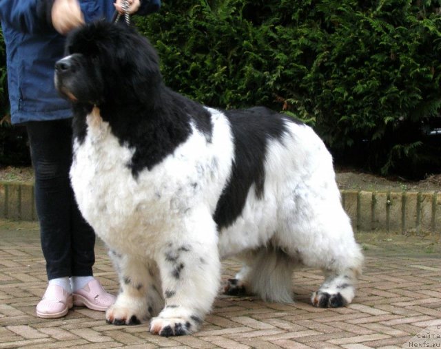 Фото: Zig Zag for Thickish Faundland