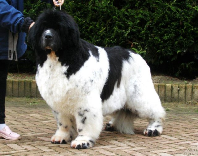 Фото: Zig Zag for Thickish Faundland