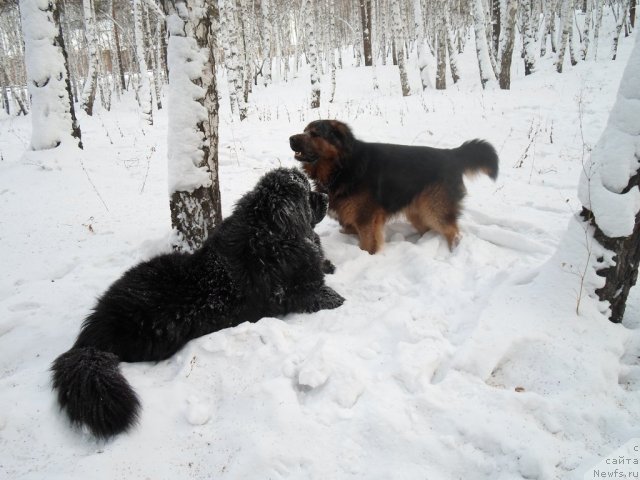 Фото: ньюфаундленд Blyek Daymond iz Arkaima (Блэк Даймонд из Аркаима)
