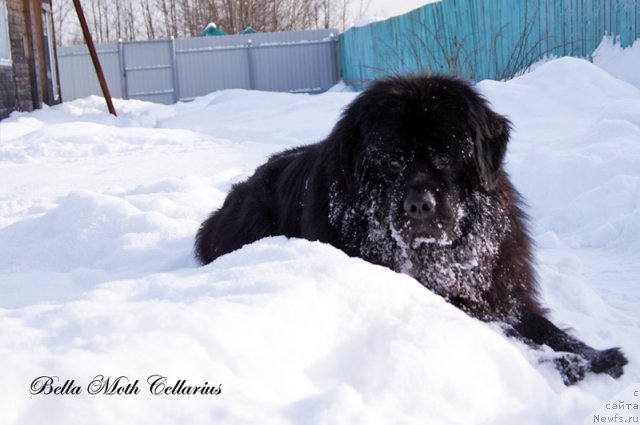 Фото: ньюфаундленд Byella Moss Cellarius (Бэлла Мосс Целлариус)