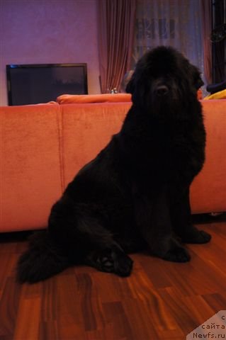 Фото: ньюфаундленд Alisa Radost' SHokoladnoy Mamyi (Алиса Радость Шоколадной Мамы)