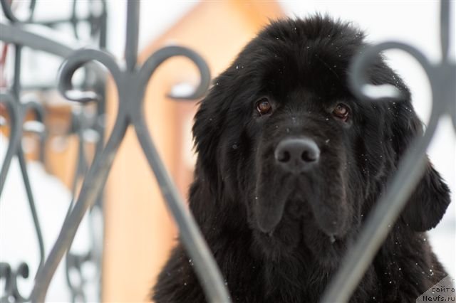 Фотография № 115749