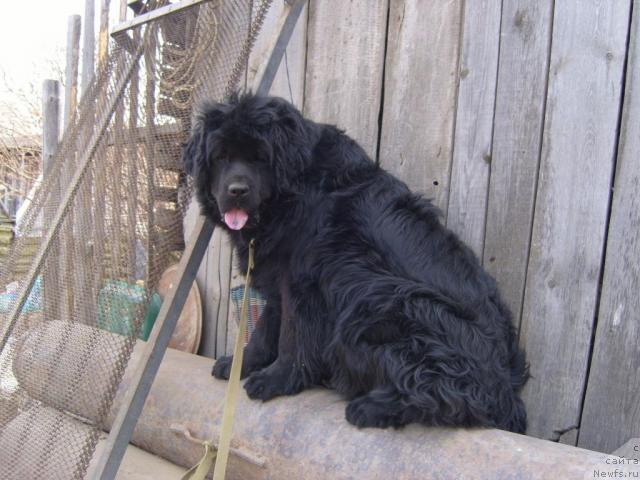 Фото: ньюфаундленд Ryabinushka ot Sibirskogo Medvedya (Рябинушка от Сибирского Медведя)