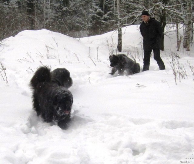 Фото: ньюфаундленд Very Fairweathers X'Got The Rhythm, ньюфаундленд Cristalmar Cadeaux de Noel, ньюфаундленд Very Fairweathers Zhade