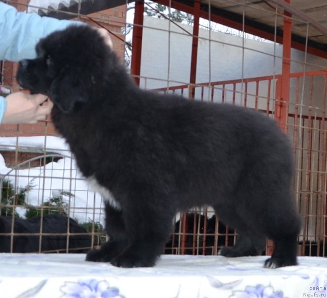 Фото: Precious Dream Midnight Bear от, ньюфаундленд King of Helluland Duke of Heaven, и, ньюфаундленд Midnight Lady's Undisputed Sweetheart