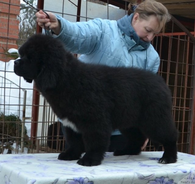 Фото: Precious Dream Midnight Bear от, ньюфаундленд King of Helluland Duke of Heaven, и, ньюфаундленд Midnight Lady's Undisputed Sweetheart