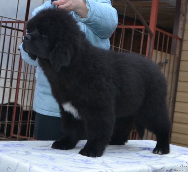 Фото: Precious Dream Midnight Bear от, ньюфаундленд King of Helluland Duke of Heaven, и, ньюфаундленд Midnight Lady's Undisputed Sweetheart