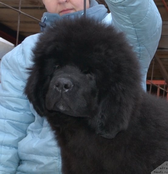 Фото: Precious Dream Midnight Bear от, ньюфаундленд King of Helluland Duke of Heaven, и, ньюфаундленд Midnight Lady's Undisputed Sweetheart