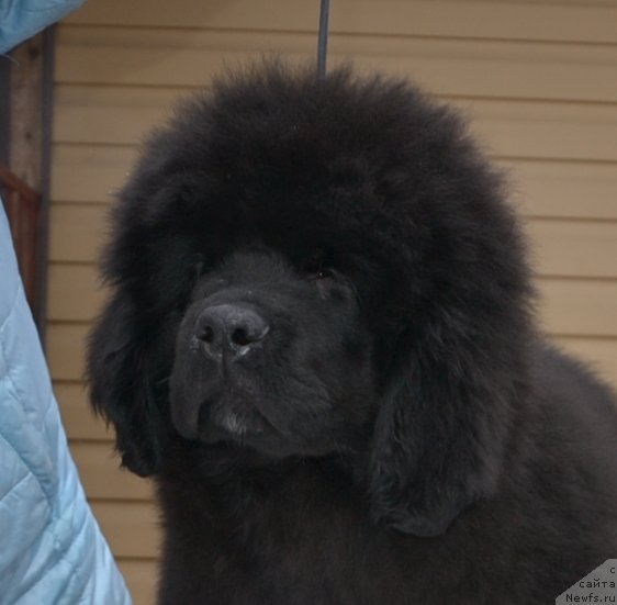 Фото: Precious Dream Midnight Bear от, ньюфаундленд King of Helluland Duke of Heaven, и, ньюфаундленд Midnight Lady's Undisputed Sweetheart