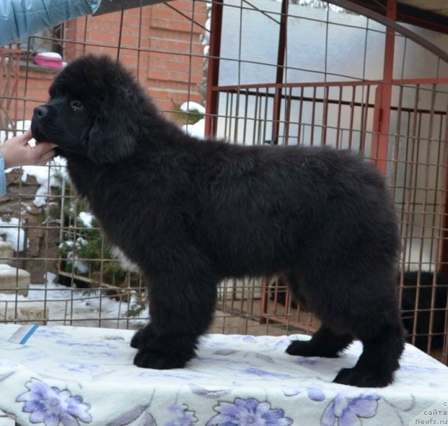 Фото: One and Only in My Heart Midnight Bear от, ньюфаундленд Inflame My Heart Midnight Bear, и, ньюфаундленд Daze Everyone Midnight Bear