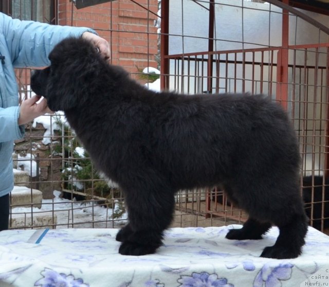 Фото: One and Only in My Heart Midnight Bear от, ньюфаундленд Inflame My Heart Midnight Bear, и, ньюфаундленд Daze Everyone Midnight Bear