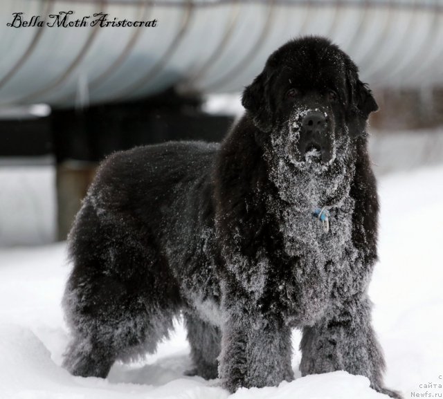 Фотография № 115779