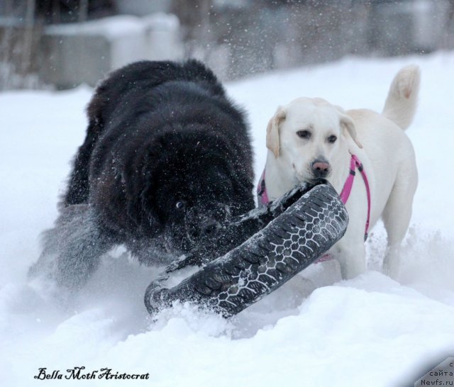 Фото: ньюфаундленд Byella Moss Aristokrat (Бэлла Мосс Аристократ)