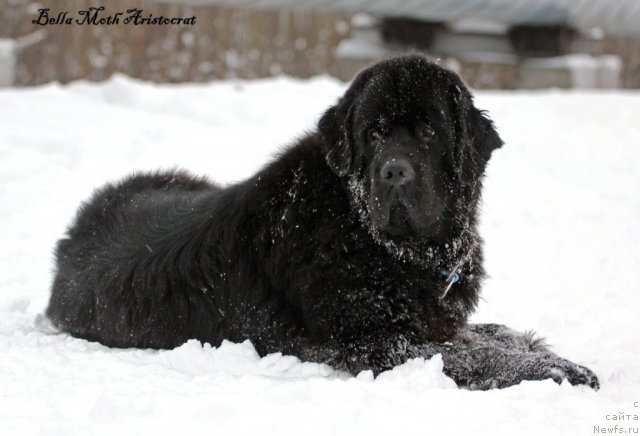 Фото: ньюфаундленд Byella Moss Aristokrat (Бэлла Мосс Аристократ)