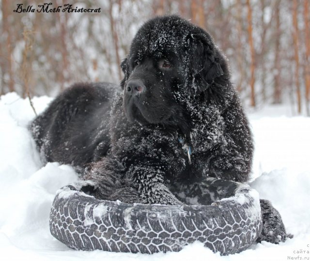 Фотография № 115783