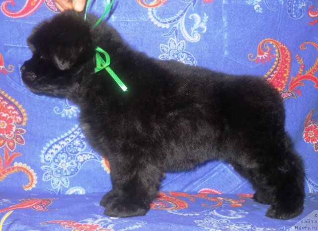 Фото: ньюфаундленд Radost' Kayzera Vil'gel'ma (Радость Кайзера Вильгельма)