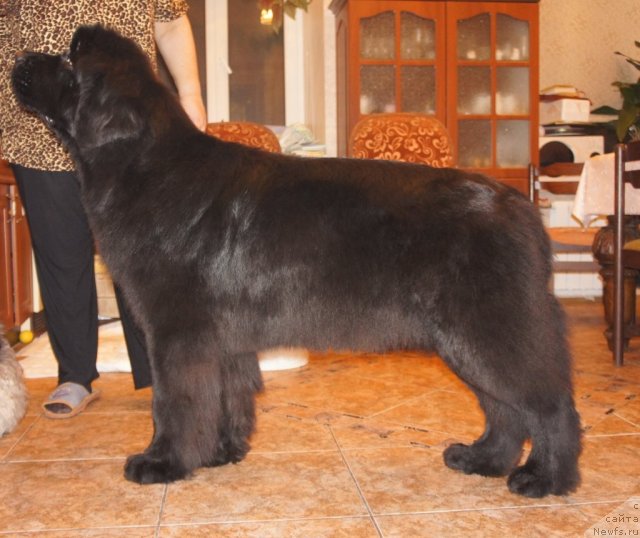 Фото: ньюфаундленд Smigar Galaxsy Shall Win (Смигар Галакси Шелл Вин)