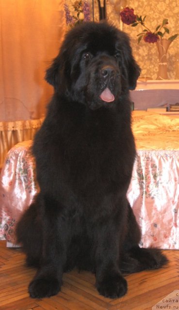 Фото: ньюфаундленд Smigar Galaxsy Shall Win (Смигар Галакси Шелл Вин)