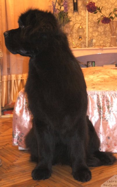 Фото: ньюфаундленд Smigar Galaxsy Shall Win (Смигар Галакси Шелл Вин)