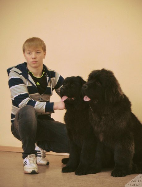 Фото: ньюфаундленд Skarlet O'Hara (Скарлет О'Хара), ньюфаундленд Simbad Pokoritel' Morey (Симбад Покоритель Морей)