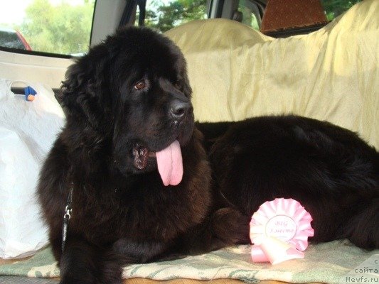 Фото: ньюфаундленд Obayatel'naya Ledi ot Laskovogo Del'fina (Обаятельная Леди от Ласкового Дельфина)