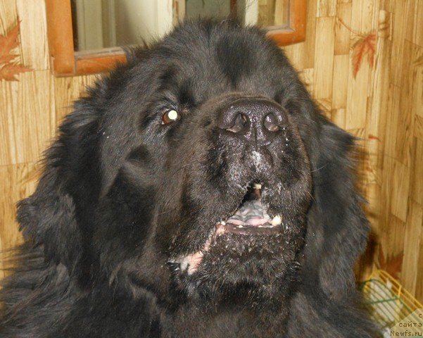 Фото: ньюфаундленд Vincent iz Medvejyego Yara (Винсент из Медвежьего Яра)