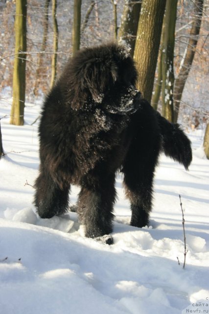 Фото: ньюфаундленд Sotkana iz Tsvetov Kara Deniz (Соткана из Цветов Кара Дениз)