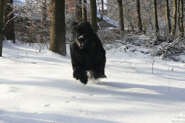 Фото: ньюфаундленд Sotkana iz Tsvetov Kara Deniz (Соткана из Цветов Кара Дениз)