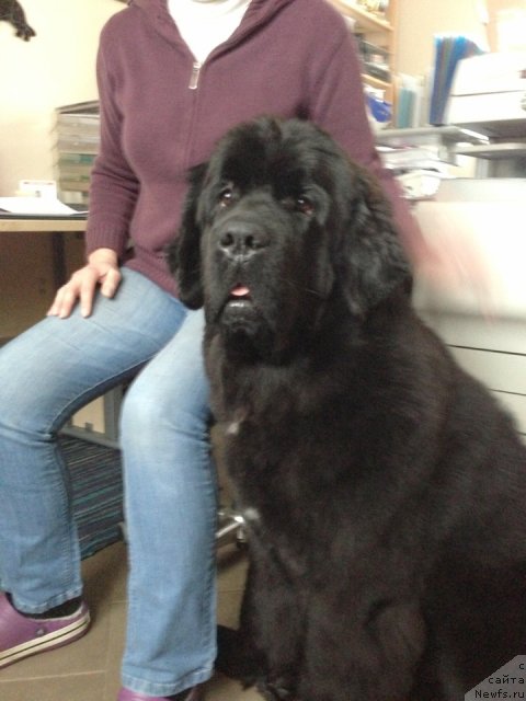 Фото: ньюфаундленд Beguschaya po Volnam Fireball (Бегущая по Волнам Фиребалл)